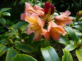 vignette Rhododendron Amber touch gros plan bien color au 09 05 15