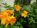 vignette Rhododendron Annabella trs parfum au 02 05 15