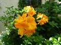 vignette Rhododendron Annabella trs parfum au 05 05 15