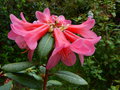vignette Rhododendron cinnabarinum Revlon gros plan au 13 05 15
