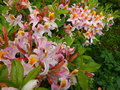 vignette Rhododendron Delicatissimum trs color et parfum et parfumau 11 05 15