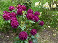 vignette Rhododendron Franck Galsworthy au 16 05 15