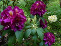 vignette Rhododendron Franck Galsworthy au 11 05 15