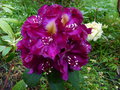 vignette Rhododendron Franck Galsworthy magnifique au 11 05 15
