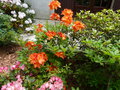 vignette Rhododendron Glowing embers orange vif bicolore et trs parfum au 19 05 15