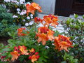 vignette Rhododendron Glowing embers trs parfum au 16 05 15