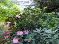 vignette Rhododendron Lem's monarch en compagnieau 19 05 15