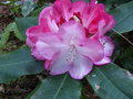 vignette Rhododendron Lem's monarch gros plan au 16 05 15