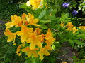 vignette Rhododendron Lingot d'or trs parfum au 30 04 15