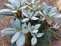 vignette Rhododendron Macabeanum et ses belles nouvelles pousses au 14 05 15