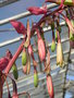vignette Beschorneria albiflora