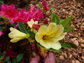 vignette Rhododendron Nancy Evans au 11 05 15