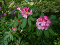 vignette Rhododendron Point defiance en compagnie au 05 05 15