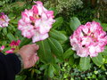 vignette Rhododendron Point defiance aux grosses fleurs de 20 cm au 8 05 15