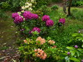 vignette Rhododendrons en fleur  l'ouest du jardin au 14 05 15