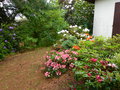 vignette Rhododendrons en fleur aux abords de la terrasse nord au 14 05 15