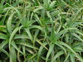 vignette Aloe striatula , (liliaceae)