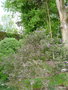 vignette Prostanthera rotundifolia
