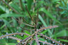 vignette Pseudopanax ferox / Araliaceae / Nouvelle-Zlande