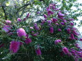 vignette Callistemon acuminatus toujours très fleuri gros plan au 21 05 15