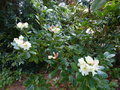 vignette Rhododendron Wardii golden star au 21 05 15