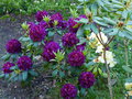 vignette Rhododendron Franck Galsworthy toujours magnifique au 21 05 15
