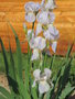 vignette Iris germanica