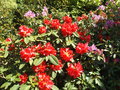 vignette Rhododendron 'Britannia'