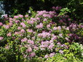 vignette Rhododendron Ponticum