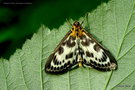 vignette Pyrale de lortie ( Eurrhypara hortulata ) Papillon