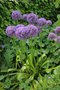 vignette Allium 'Purple Emperor'