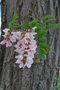vignette Robinia pseudoacacia f. rosea (Coulon, Charente Maritime, Poitou-Charente)