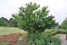 vignette Magnolia sieboldii (Chollipo Arboretum, Core)