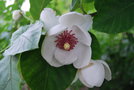 vignette Magnolia sieboldii (Chollipo Arboretum, Core)