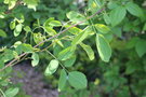 vignette Robinia pseudoacacia 'Monophylla'