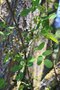 vignette Robinia pseudoacacia 'Monophylla'