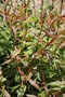vignette Salix alba var. vitellina 'Britzensis'