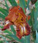 vignette Iris 'Flamenco'