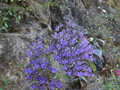 vignette Trachelium caeruleum - Trachélie céruléenne, Trachélie bleue