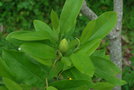 vignette Magnolia virginiana 'Glauca'