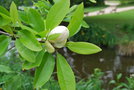 vignette Magnolia virginiana 'Glauca'