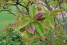 vignette Magnolia cv. (M. x soulangeana 'Lennei' X M. 'Norman Gould')