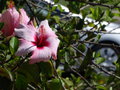 vignette Hibiscus rosa-sinensis - Hibiscus Rose de Chine