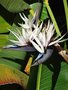vignette Strelitzia nicolai - Oiseau de paradis blanc gant