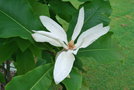 vignette Magnolia tripetala