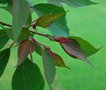 vignette Mallotus japonicus / Euphorbiaces / Chine, Core, Japon,Formose