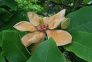 vignette Magnolia 'Charles Coates'   (M. sieboldii X M. tripetala)
