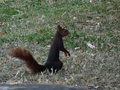 vignette Sciurus vulgaris - Ecureuil d'Eurasie ou cureuil roux