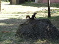 vignette Sciurus vulgaris - Ecureuil d'Eurasie ou cureuil roux