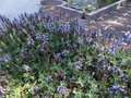 vignette Plectranthus ornatus = Plectranthus caninus = Coleus canina